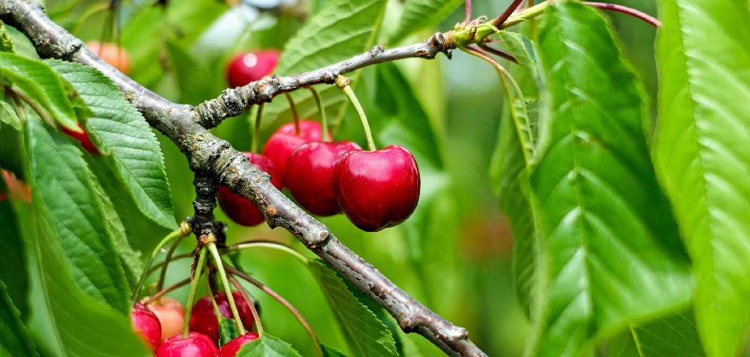 How to Transplant a Cherry Tree