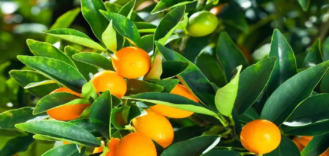 How to Treat Scale on Citrus Trees