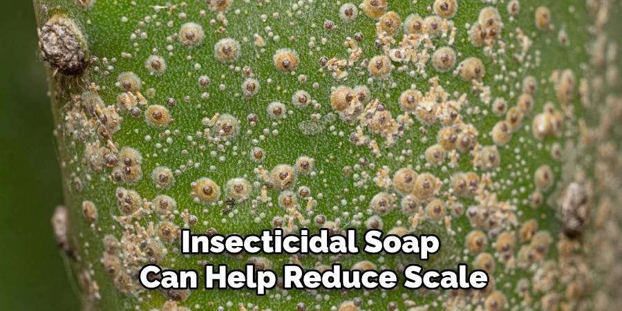 Insecticidal Soap
Can Help Reduce Scale