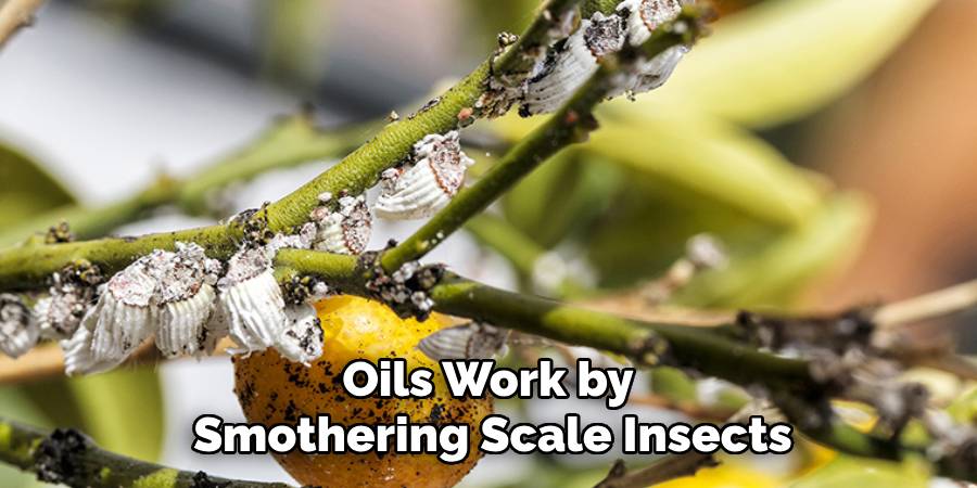 Oils Work by
Smothering Scale Insects
