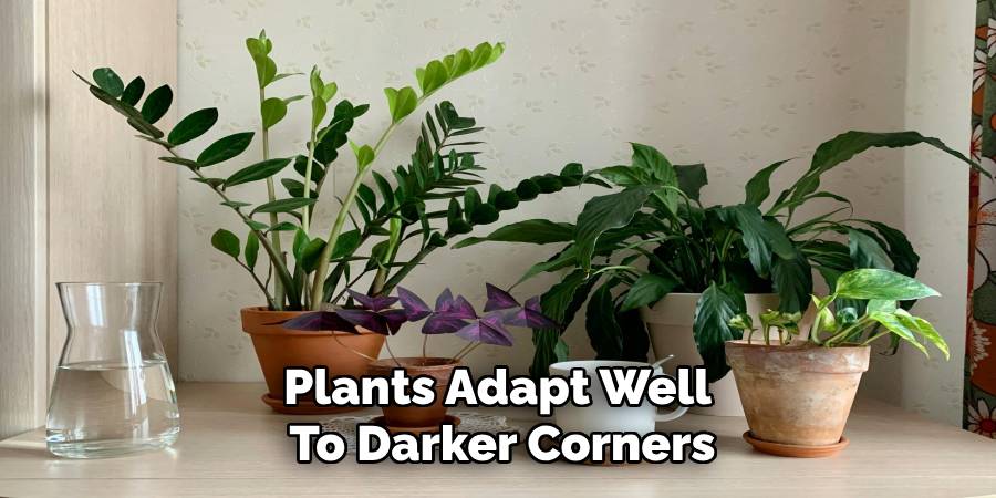 Plants Adapt Well 
To Darker Corners