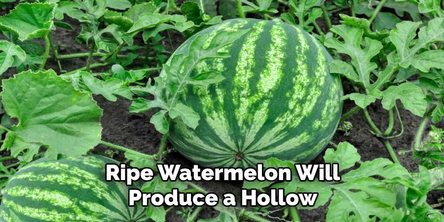 Ripe Watermelon Will
Produce a Hollow