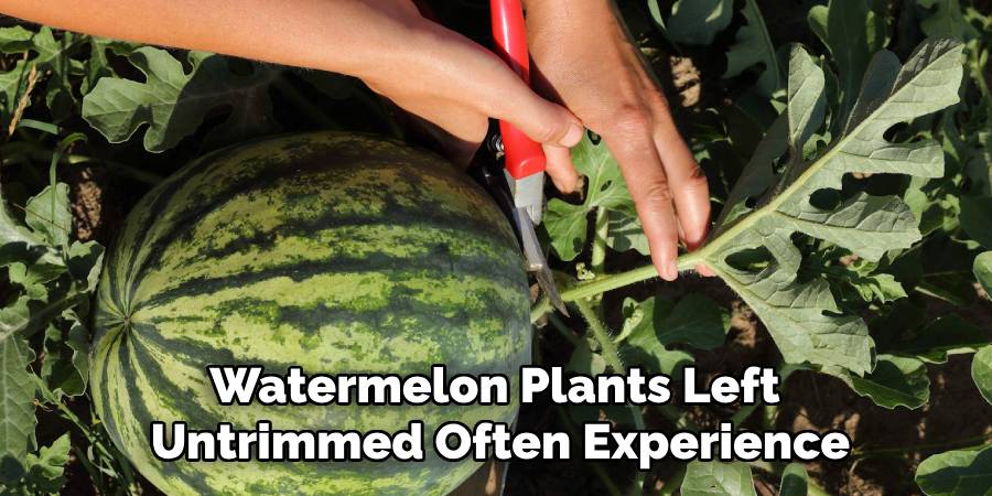 Watermelon Plants Left 
Untrimmed Often Experience