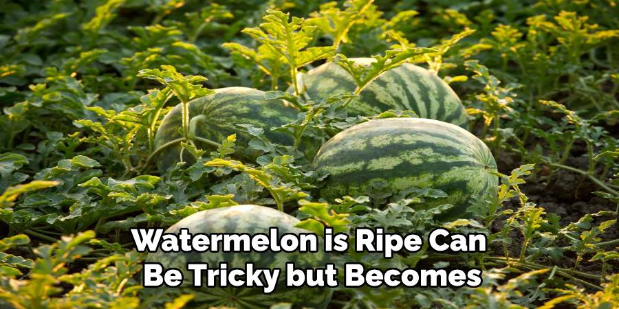 Watermelon is Ripe Can
Be Tricky but Becomes