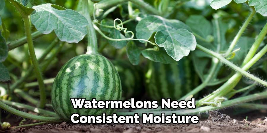 Watermelons Need
Consistent Moisture