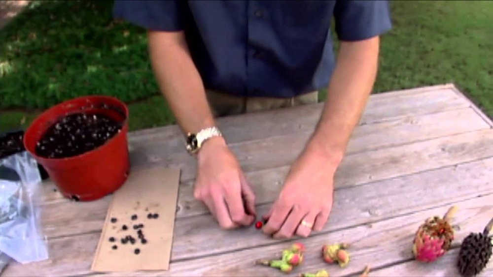 How Do You Grow a Magnolia Tree from Seed