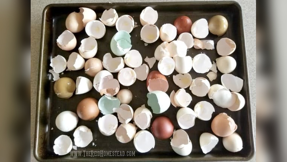 How to Bake Eggshells for Garden