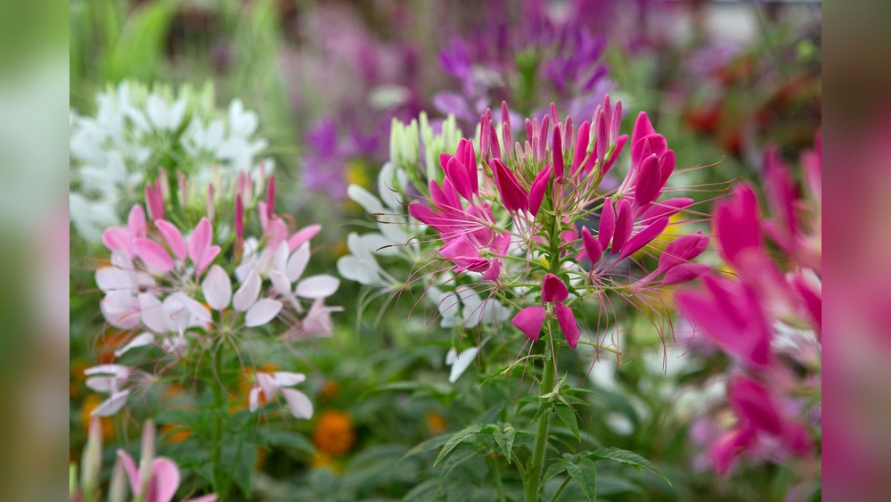 how to care for cleome from seed
