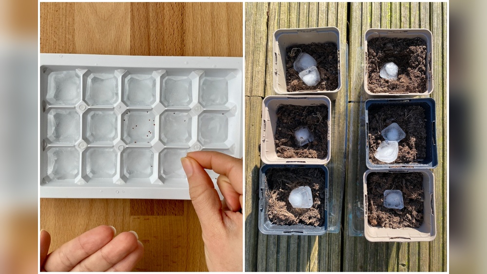 how to cold stratify echinacea seeds