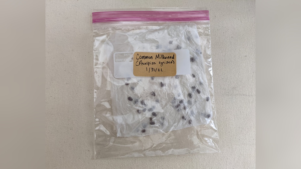 how to cold stratify milkweed seeds