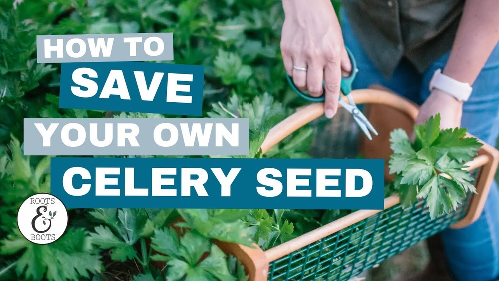 How to Collect Celery Seeds