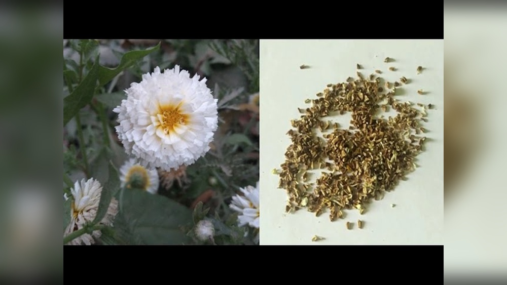 How to Collect Chrysanthemum Seeds
