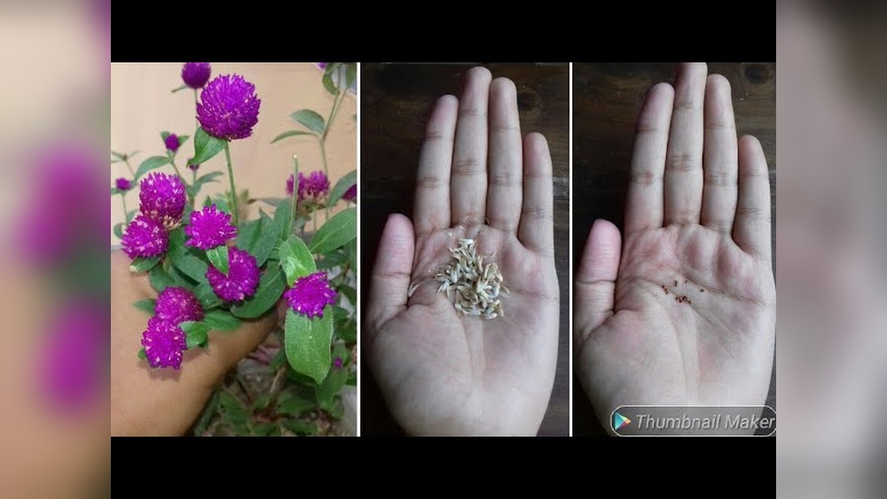 How to Collect Gomphrena Seeds