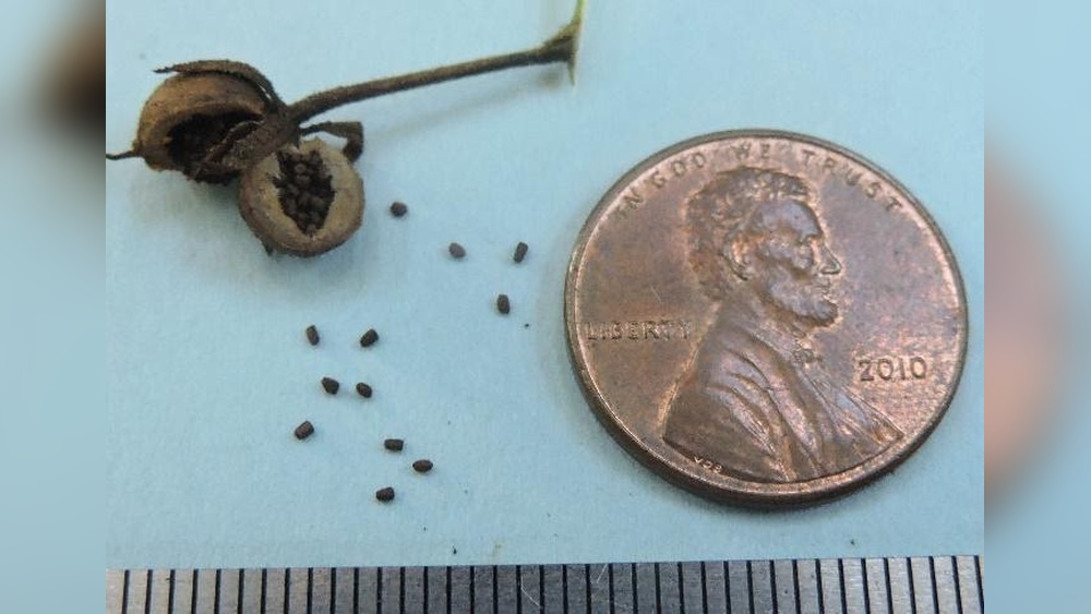 how to collect mullein seeds