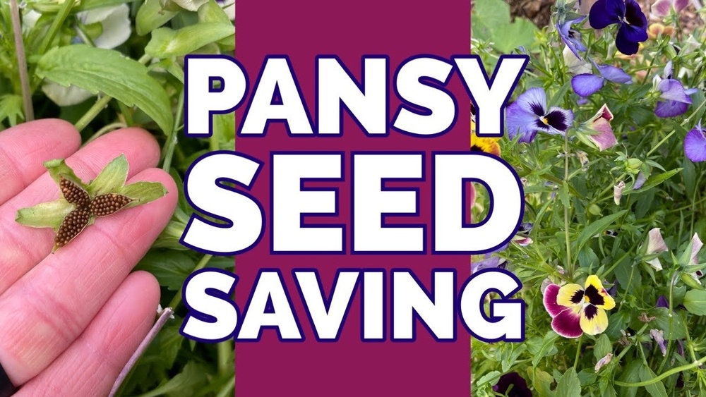 How to Collect Pansy Seeds