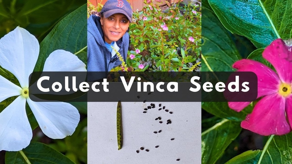 How to Collect Vinca Seeds