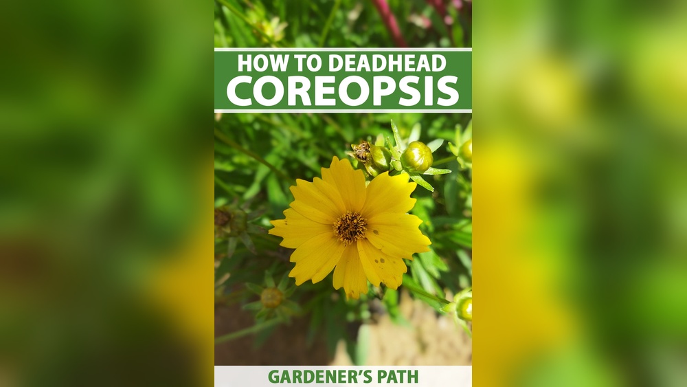 How to Deadhead Tickseed