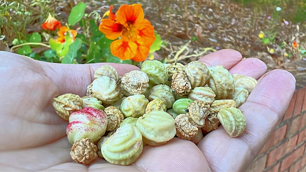 How to Dry Nasturtium Seeds