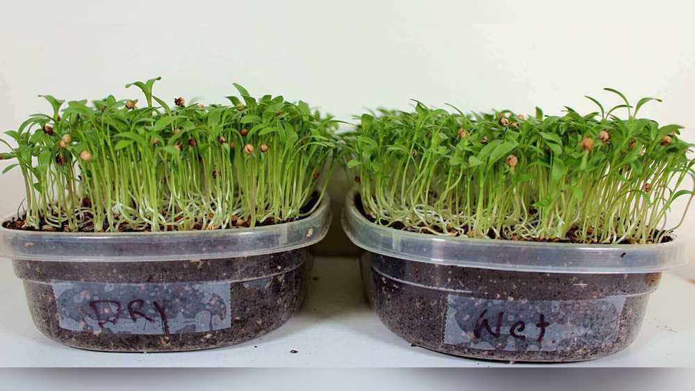 How to Germinate Cilantro Seeds