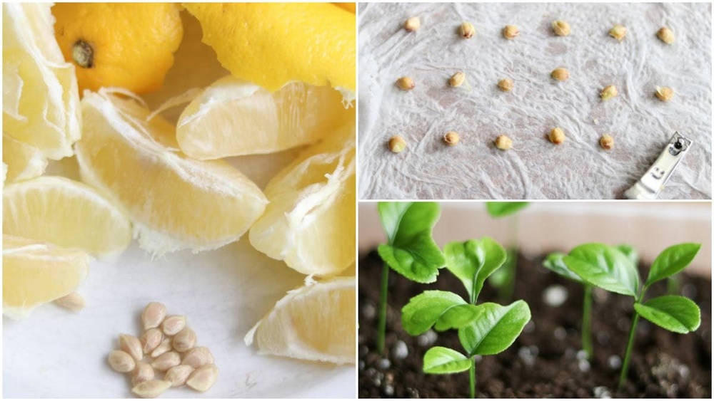 How to Germinate Citrus Seeds