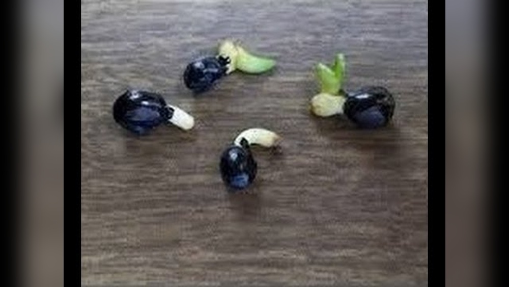 how to germinate daylily seeds