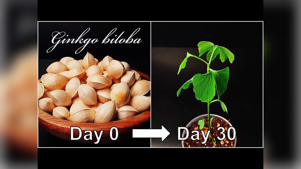 how to germinate ginkgo seeds