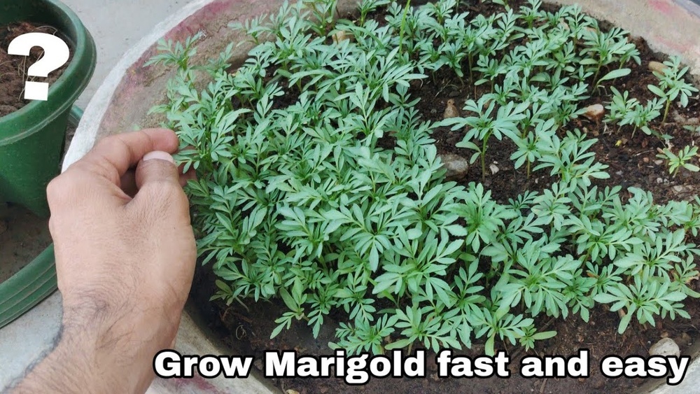 How to Germinate Marigold Seeds Quickly