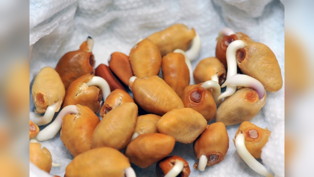 How to Germinate Moonflower Seeds