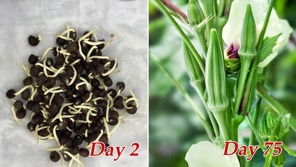 how to germinate okra seeds