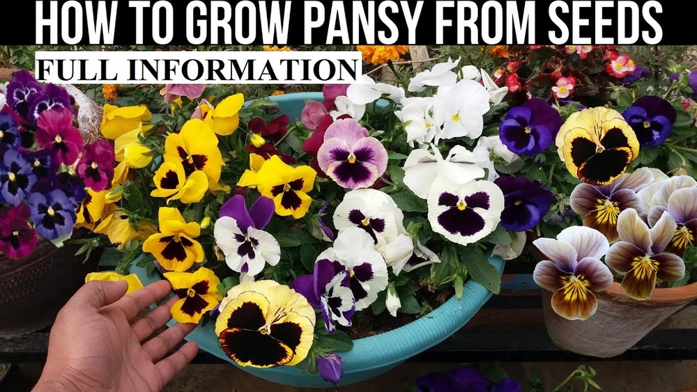 How to Germinate Pansy Seeds