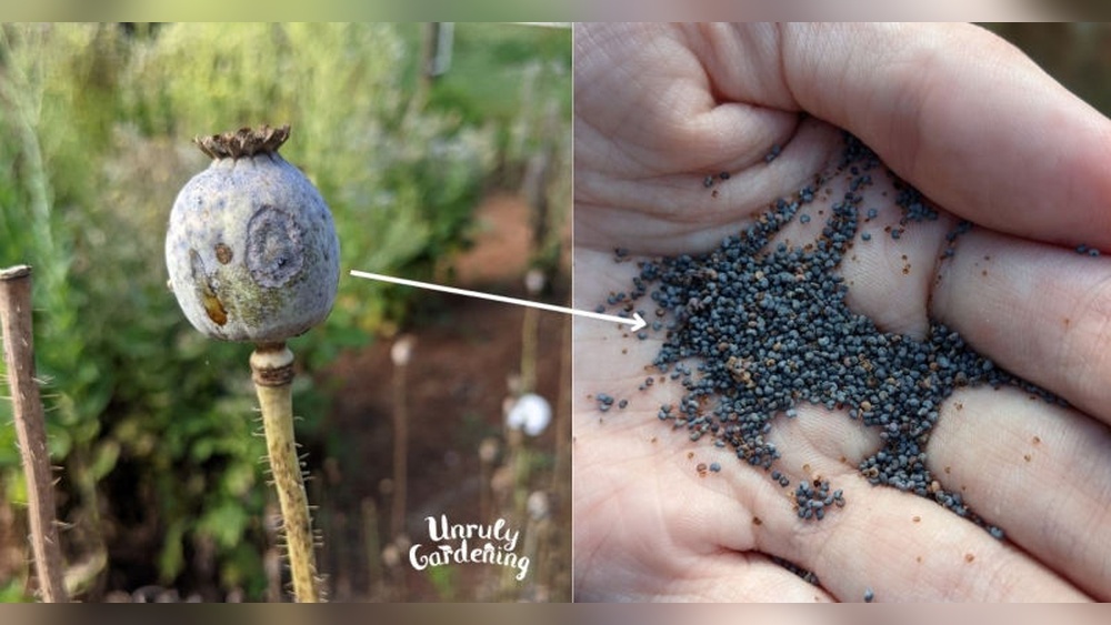 How to Germinate Poppy Seeds