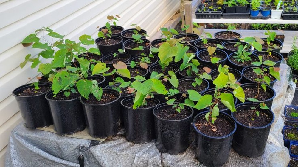 how to germinate redbud seeds