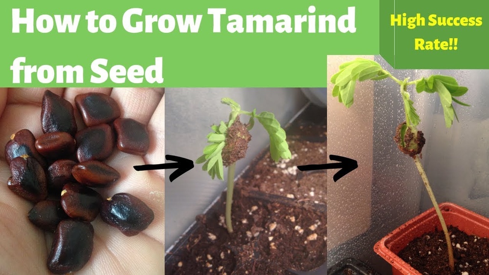 how to germinate tamarind seeds