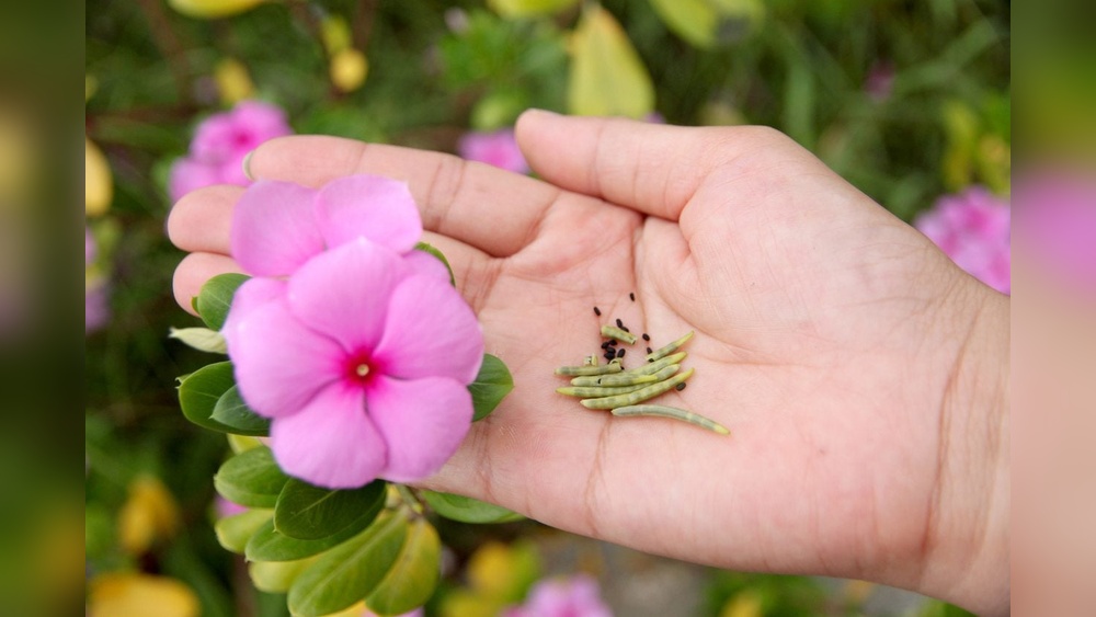 How to Germinate Vinca Seeds