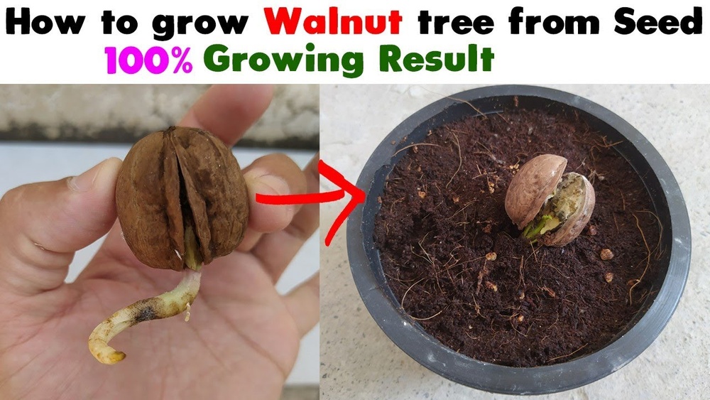how to germinate walnut seeds