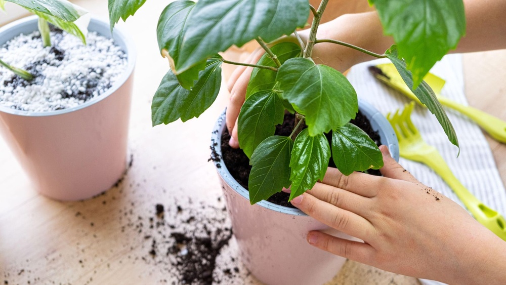 How to Get Rid of Bugs on Houseplants Soil
