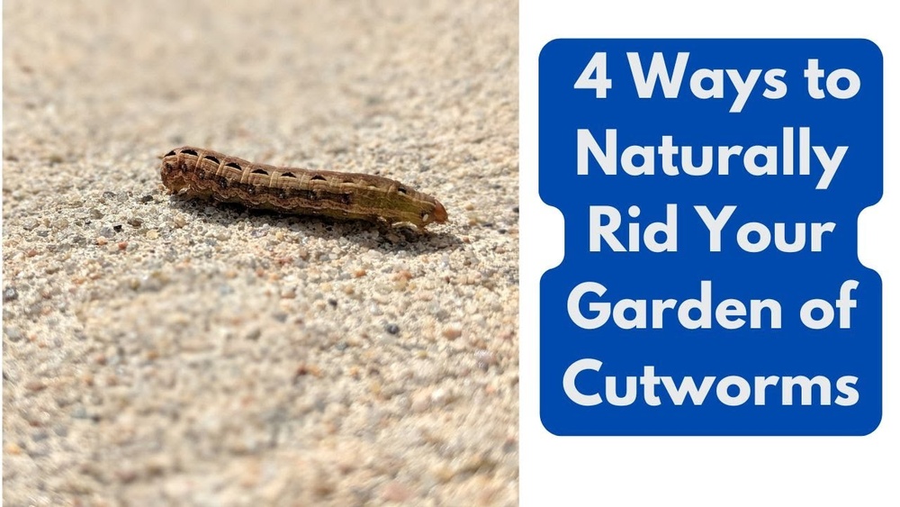How to Get Rid of Cutworms in Soil