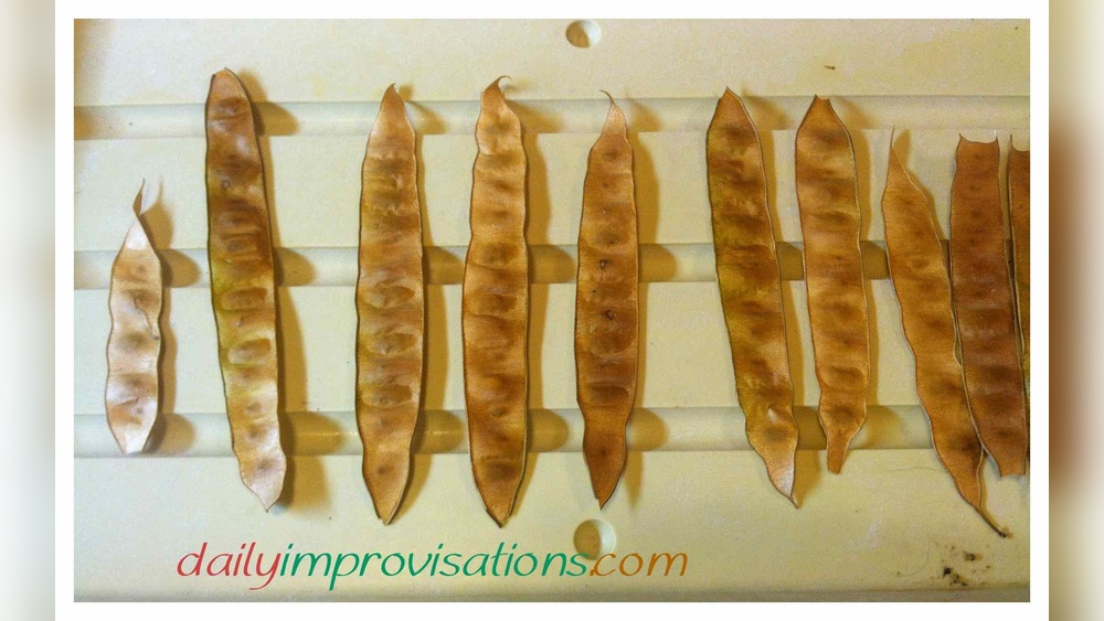 how to grow a mimosa tree from a seed