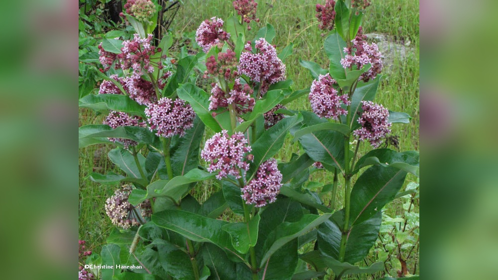 how to grow asclepias from seed