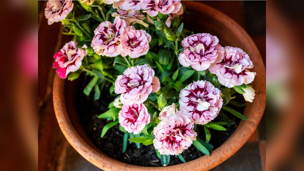How to Grow Carnation Seeds