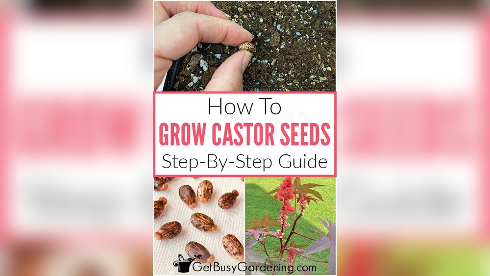 How to Grow Castor Beans from Seed