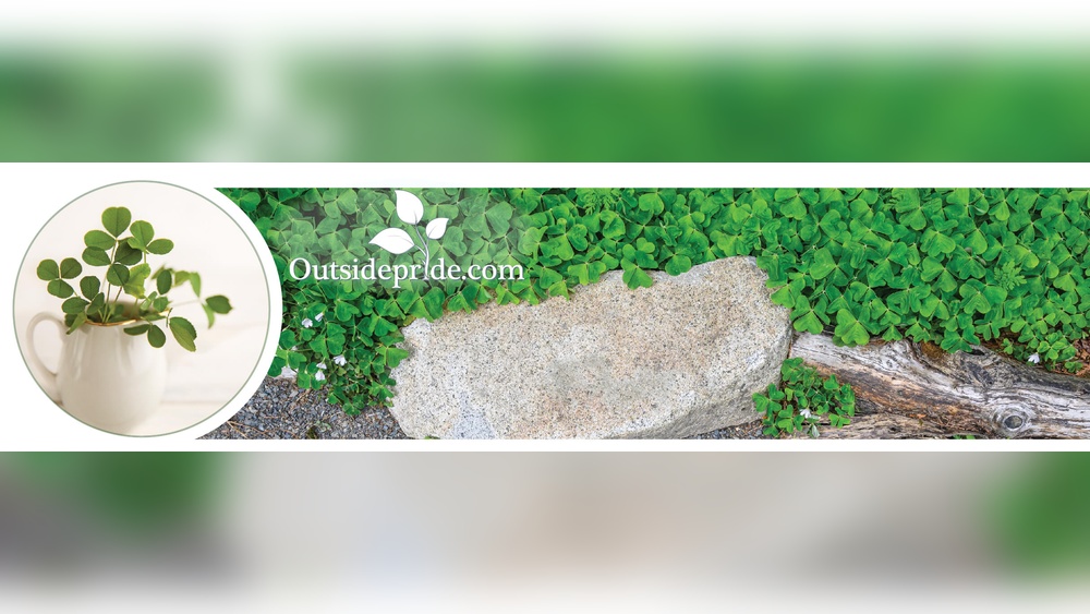 How to Grow Clover Seeds