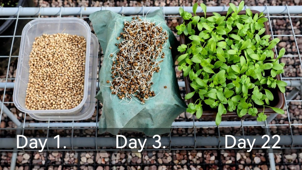 how to grow coriander from seeds