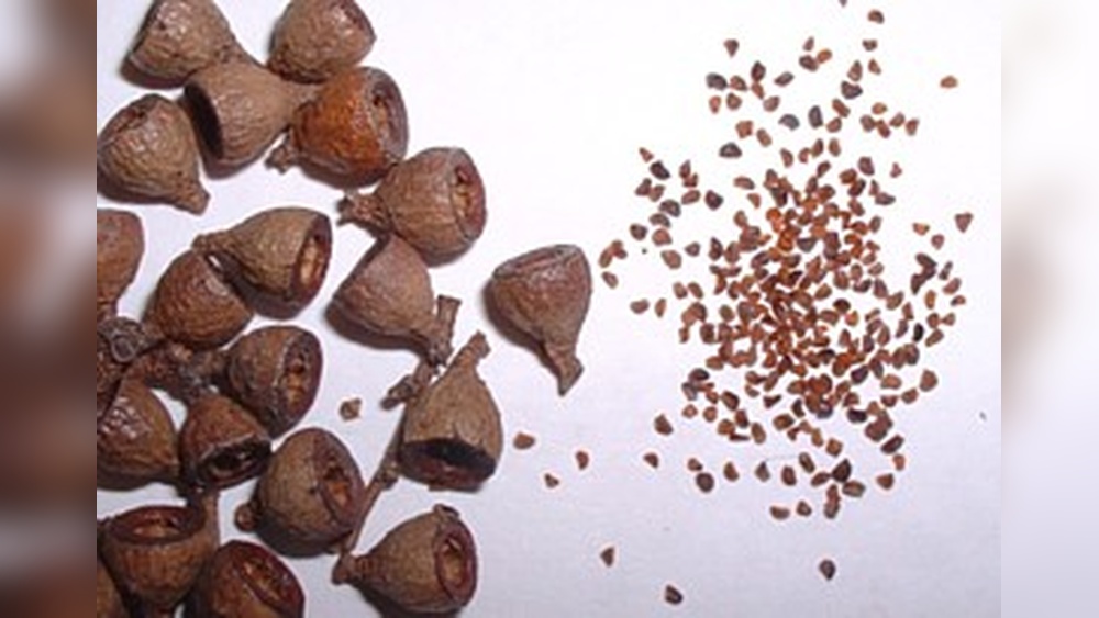 How to Grow Gum Trees from Seed