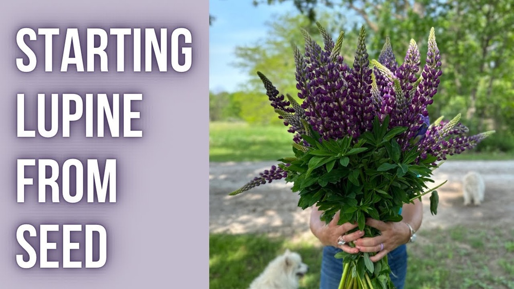 How to Grow Lupines from Seed