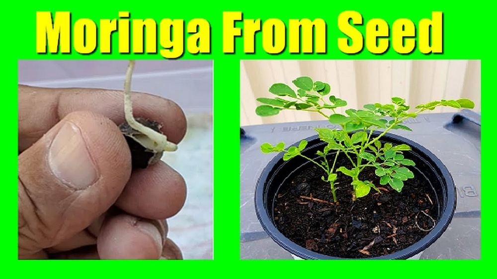 How to Grow Moringa Seeds