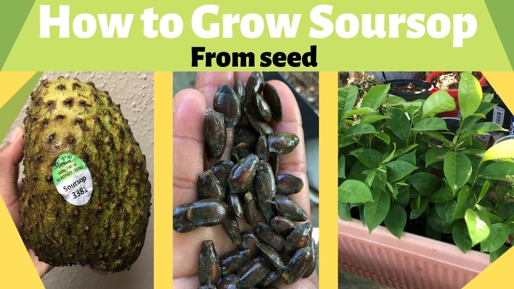how to grow soursop from seed