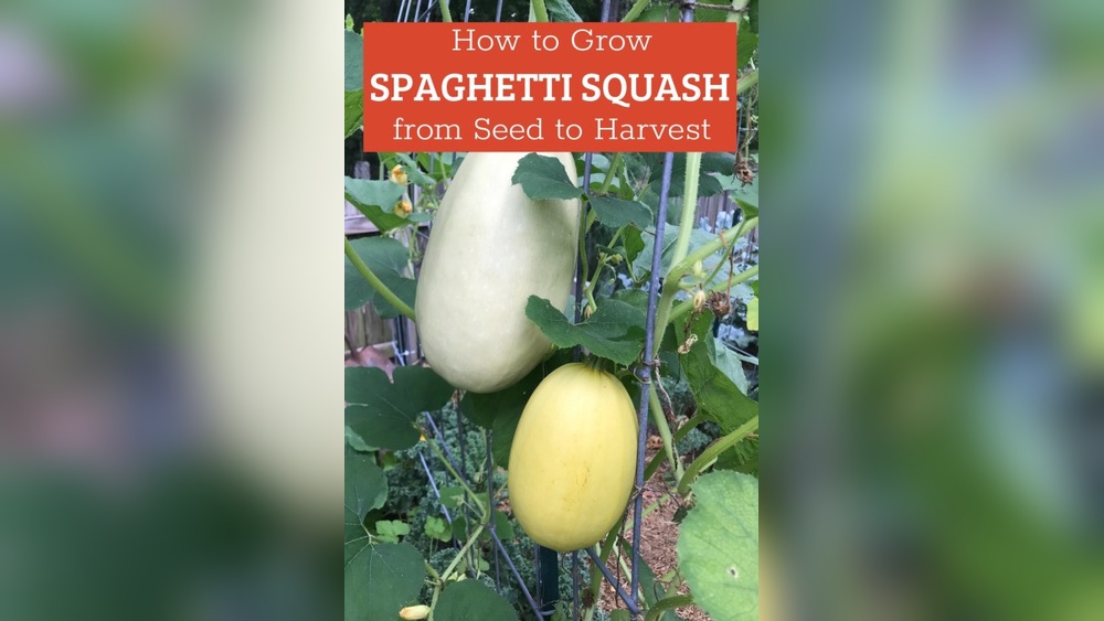 How to Grow Spaghetti Squash from Seed