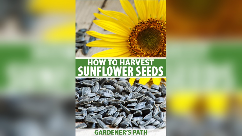 how to grow sunflowers from seeds