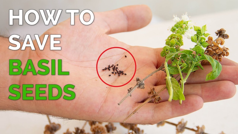 How to Harvest Basil Seeds